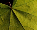 Blatt Pflanze A PICT0873 (7)_Bildgröße ändern
